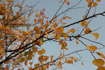 autumn leaves against blue sky