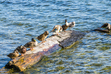 Obraz premium Ducks Water And Log 2