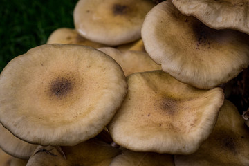 Mushrooms in the forest