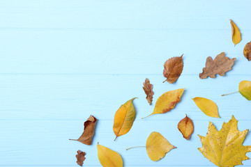 autumn composition, autumn leaves