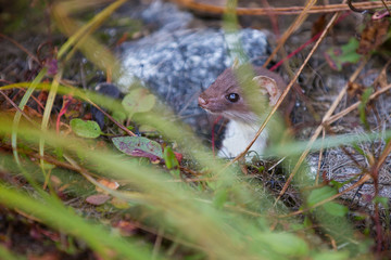least weasel (Mustela nivalis) in summer