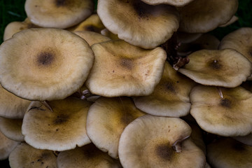Mushrooms in the forest