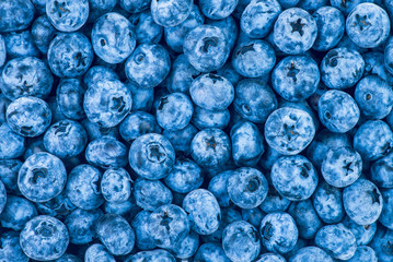 Fresh Blueberry Background. Texture blueberry berries close up. Various fresh summer berries. Blue food.