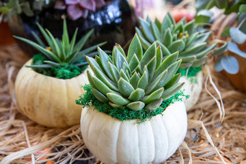Succulents potted in pumpkins at the greek garden shop in October.