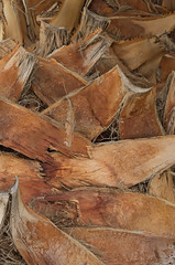 Macro photograph of the texture of the bark of a palm tree