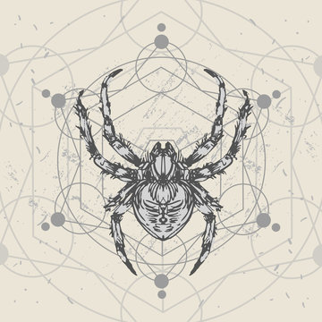 Spider and sacred geomerty  sketch vector  illustration.