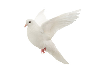 Fototapeta premium White dove in flight on a white
