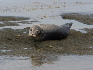 Cachorro de foca