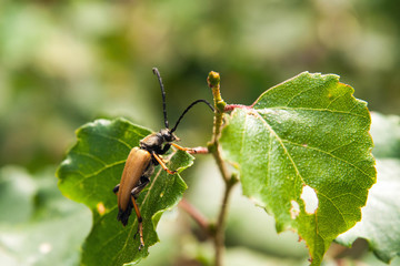 Insect