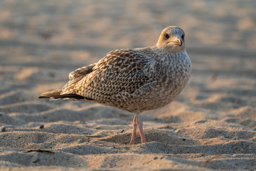 Möwe im abendlichen Sonnenlicht der Ostsee