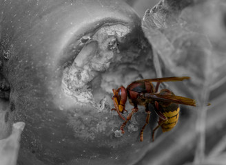 Artwork Hornet eats apple Cloe Up