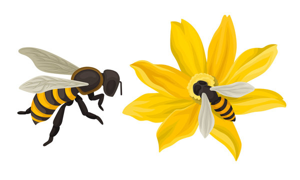 Bee Flying Around The Flower And Gathering Blossom Dust Vector Illustration
