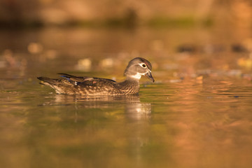 Female wood duck in autumn