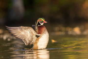 Beautiful Wood duck drake in autumn