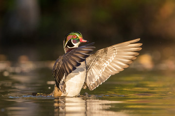 Beautiful Wood duck drake in autumn
