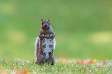 Female grey squirrel in fall