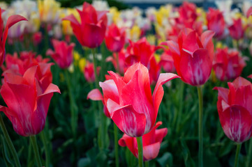 Red tulip on colorful background with other flowers