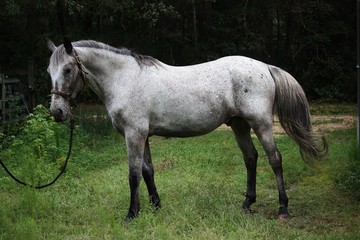 varnish roan appaloosa 
