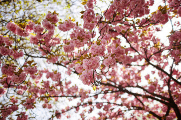 Pink cherry blossom in bloom. Beautiful sakura flowers at springtime