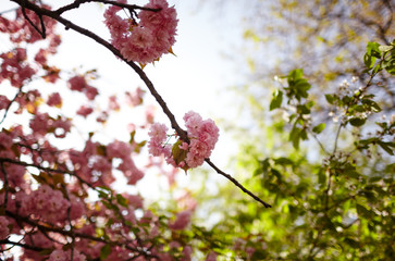 Pink cherry blossom in bloom. Beautiful sakura flowers at springtime