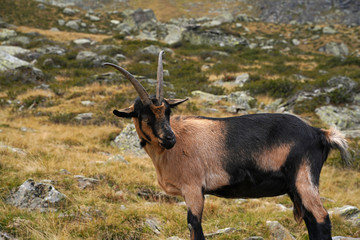 Ziege in den Bergen in Südtirol