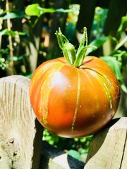 gesunde Ernährung aus dem eigenen Gemüsegarten/reife Tomate, vitaminreich, frisch auf den Tisch/biologische, vegetarische und umweltfreundliche Selbstversorgung aus dem Garten, frisches Gemüse ernten 