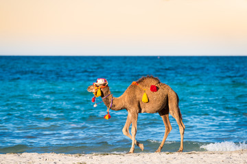 Young camel walking on the beach in Tunisia