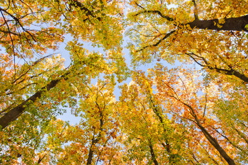 Top of trees of autumn forest in the colors of autumn