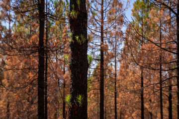 Obraz premium Gran Canaria, October