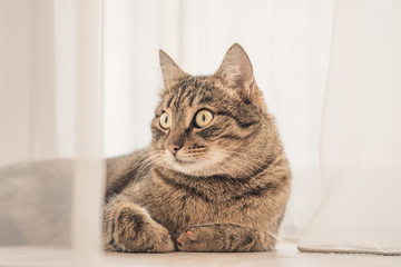 Portrait of a domestic cat with surprised big eyes. domestic cat lies near the curtains in tender light.