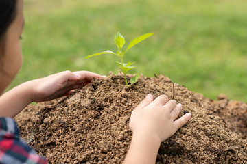 Small tree being planted down the land with hands of an Asian girl wear the plaid shirt with love, care, sharing to reduce global warming for improve society, community and environment in the future