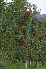 Apfel Äpfel Apfelernte in Südtirol