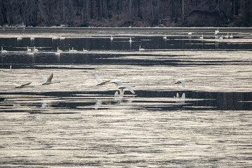 A flock of Trumpeter Swans in flight over an ice covered lake during the Spring migration.