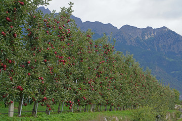 Fototapeta na wymiar Apfel Äpfel Apfelernte in Südtirol