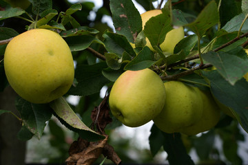 Apfel Äpfel Apfelernte in Südtirol