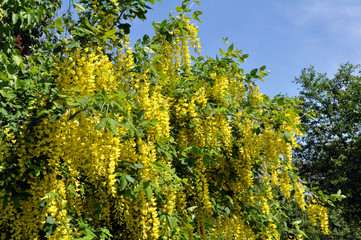 Acacia blossom is yellow (Caragana arborescens)