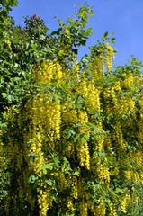 Fototapeta na wymiar Acacia blossom is yellow (Caragana arborescens)