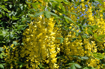 Acacia blossom is yellow (Caragana arborescens) © orestligetka