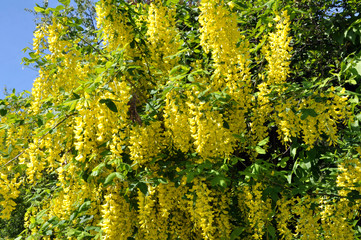 Naklejka premium Acacia blossom is yellow (Caragana arborescens)