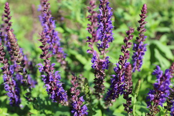 bunch of lavender flowers