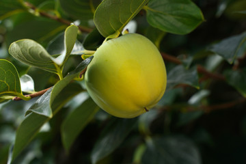 Kaki grüne Frucht Persimone an einem Baum