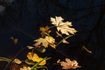 Jesień w Parku Lubomirskich, Białystok, Podlasie, Polska © podlaski49