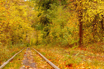 Autumn forest through which an old tram rides (Ukraine)