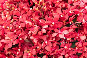 Many colors of orchids texture. Close-up of red orchid phalaenopsis. The concept of natural flowers...