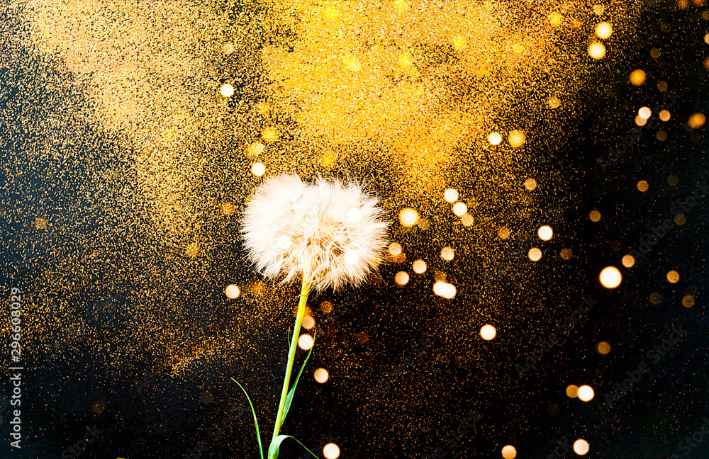 Poster white dandelion inflorescences on black background with golden sparkles. blurred effect. concept for
