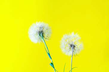 Creative yellove background with white dandelions inflorescence. Concept for festive background. Close-up,copy space.
