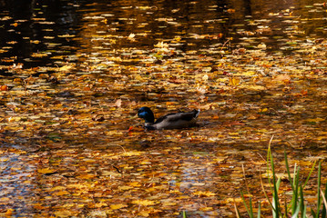Jesień w Parku Lubomirskich, Białystok, Podlasie, Polska © podlaski49