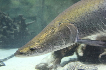 fish on hook