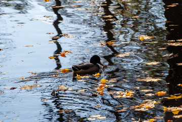 Jesień w Parku Lubomirskich, Białystok, Podlasie, Polska © podlaski49