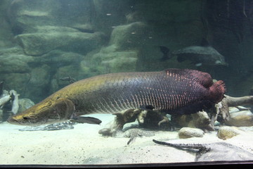 fish in water